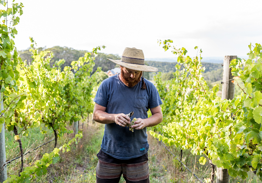 Gareth_Belton_in_his_vineyard_(photo:_Daniel_Purvis_broadsheet.com.au)