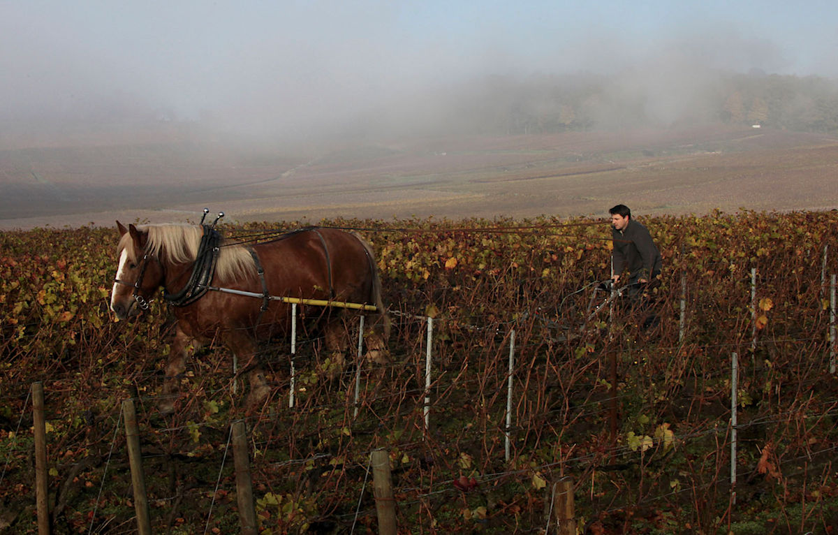 Benoit Lahaye ploughing with horse