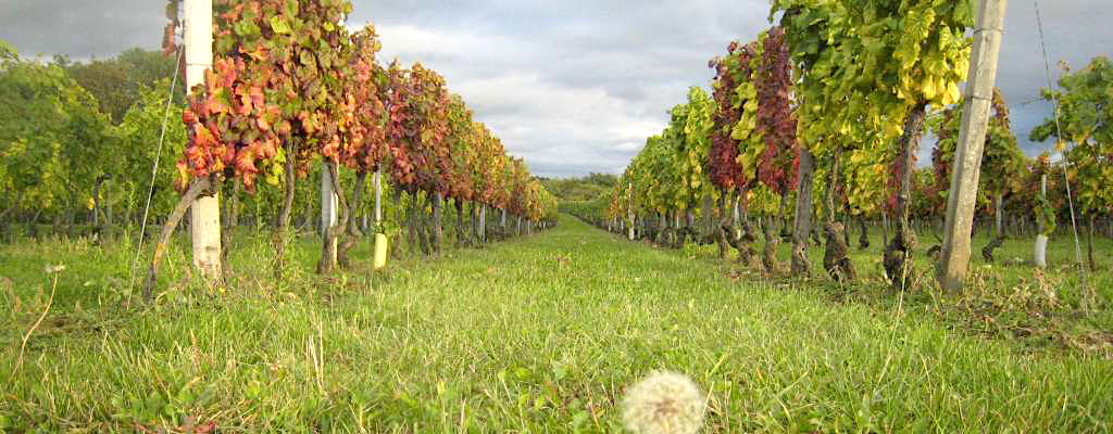 Naudin-Ferrand Vineyard