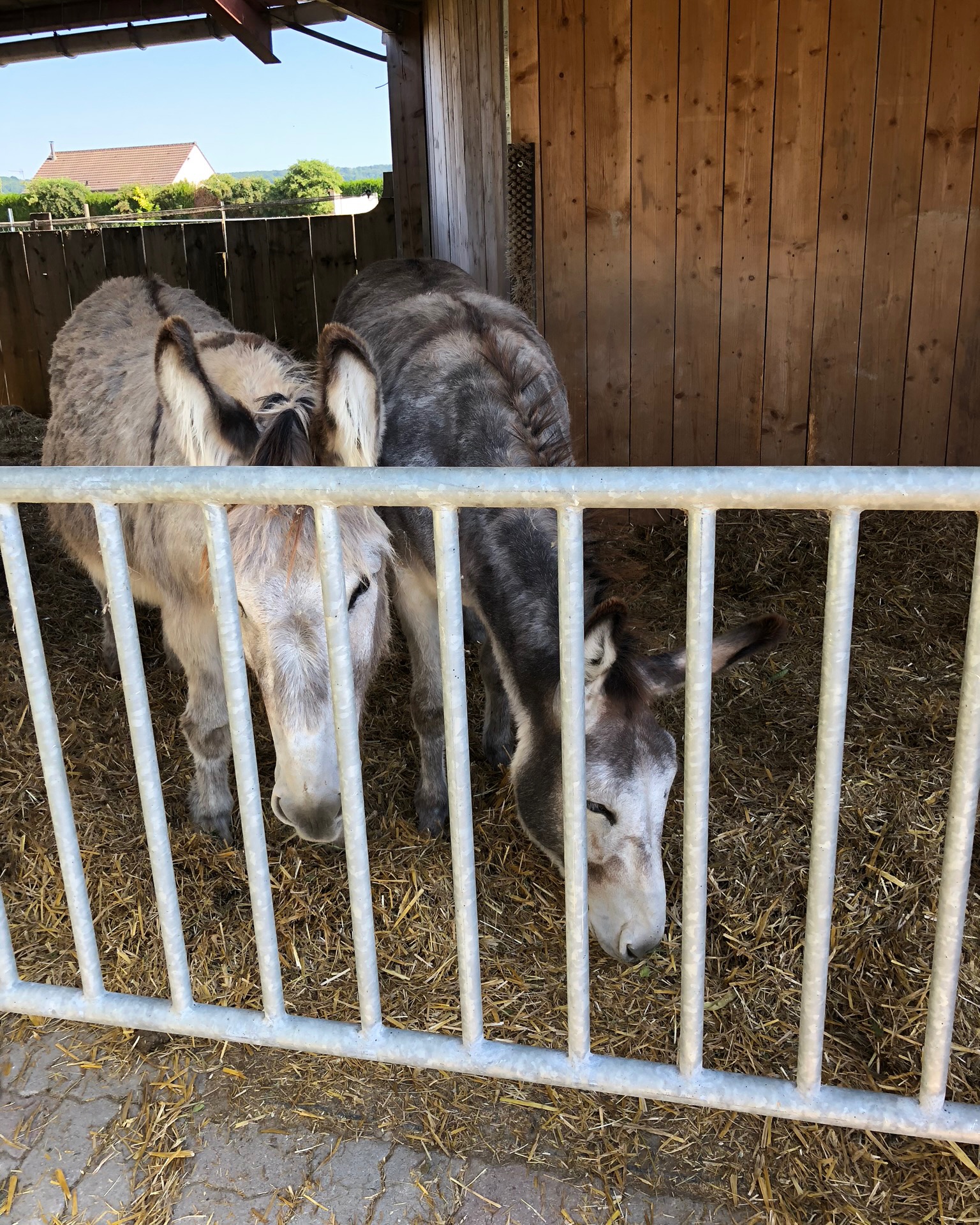 Young-colts-Lahaye-is-growing-to-help-him-in-the-vineyard