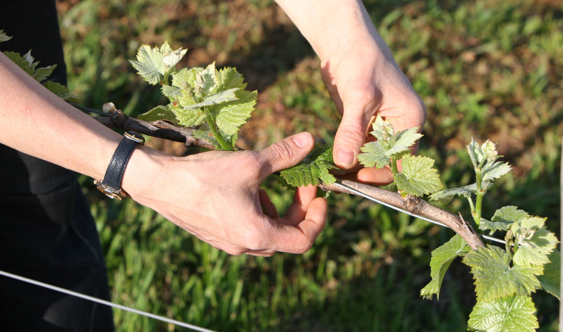 Naudin-Ferrand Vineyard work