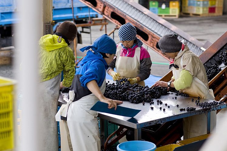 Sorting_grapes_in_the_winery