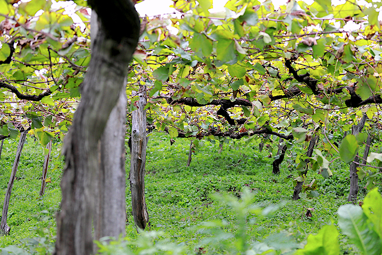 Vines_weed_and_other_plants_co-exist_in_the_vineyard