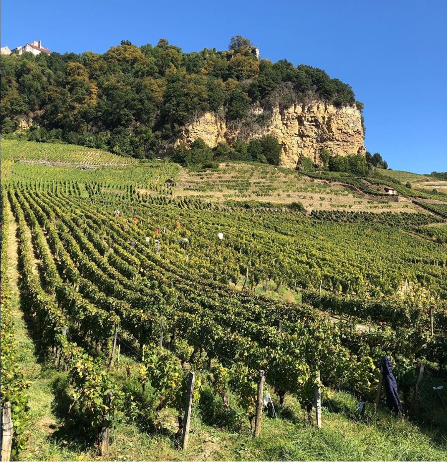 Domaine de la Cras vineyard
                      (photo: McCarus Beverage)